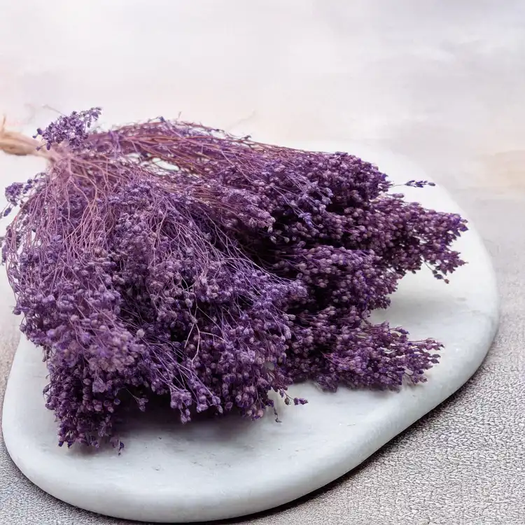 Broom Bloom lawendowy 2.png