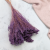 Broom Bloom lawendowy 1.png