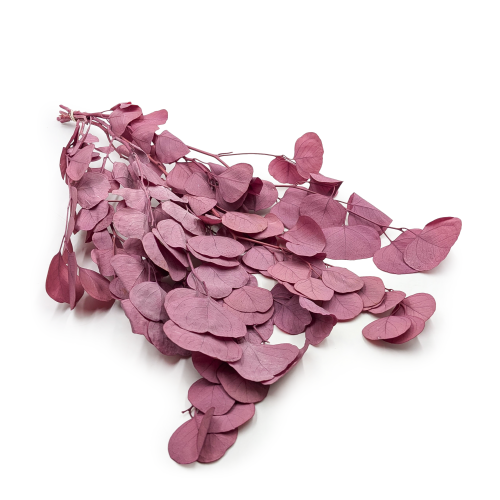 POPULUS ROYAL DUSTY PINK.png