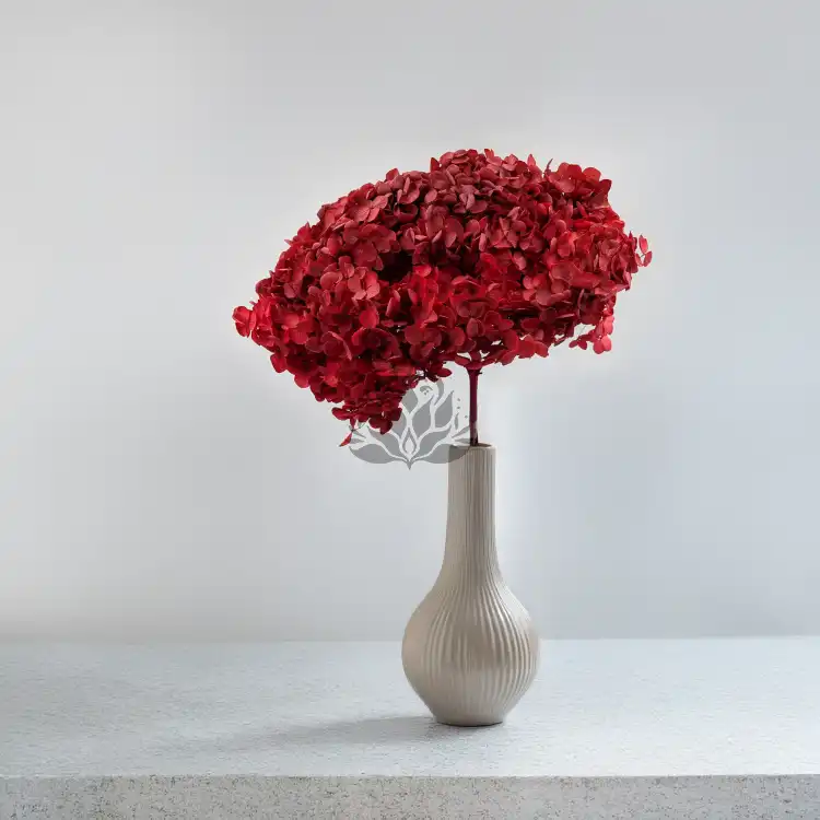 Hydrangea Royal Burgund 6.png