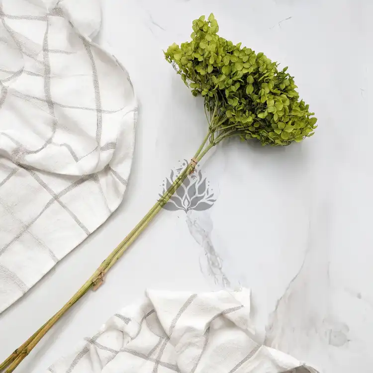 Hydrangea Royal Green 5.png