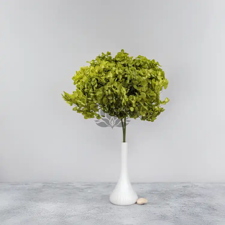 Hydrangea Royal Green 6.png