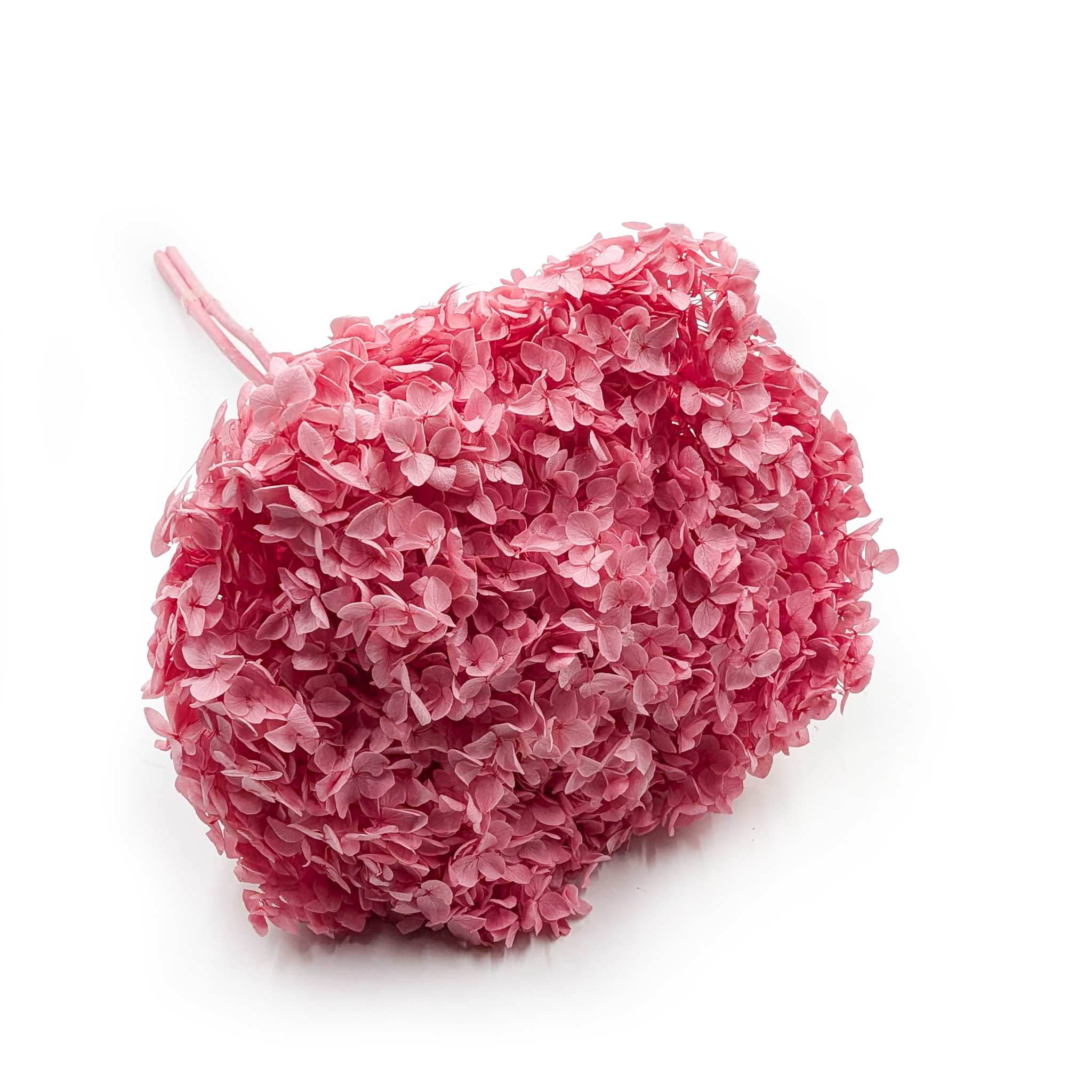Hortensia Préservé (Hydrangea Cabeza) – Royal – Rose