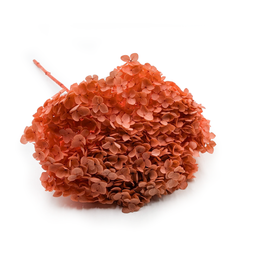 Hydrangea Royal Sand Beige.png