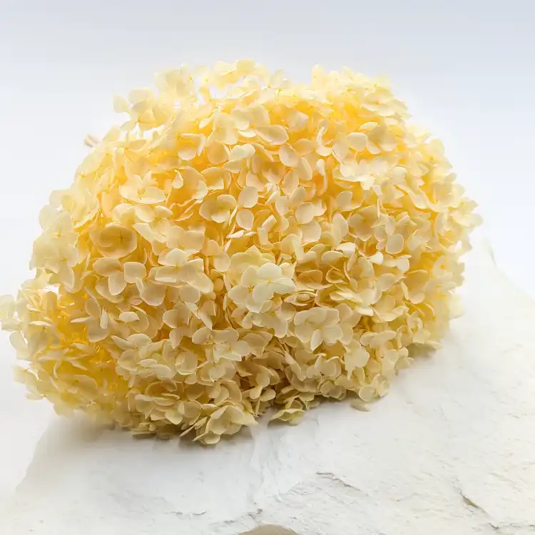 HYDRANGEA SOFT YELLOW ROYAL 11 1.png