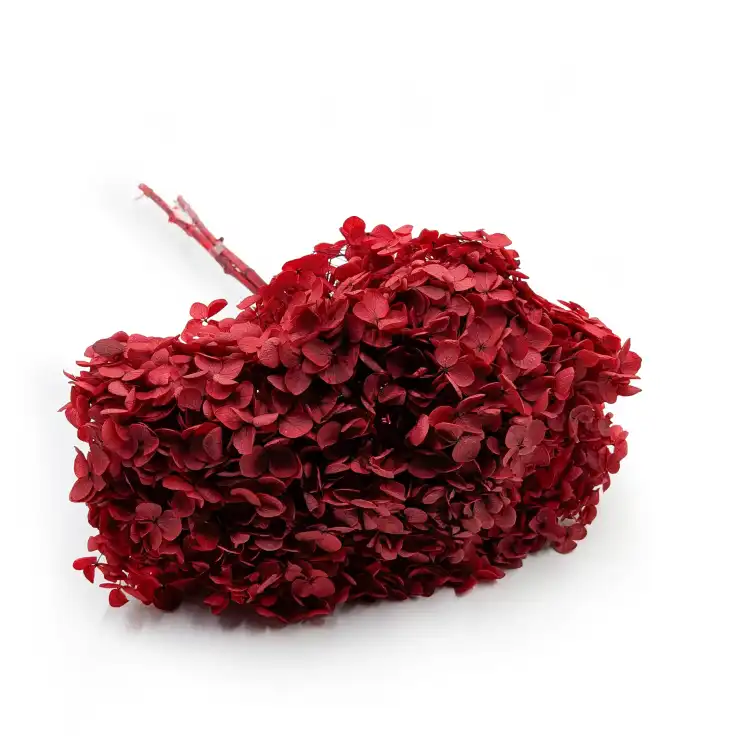 Hydrangea Royal Burgund 0.png