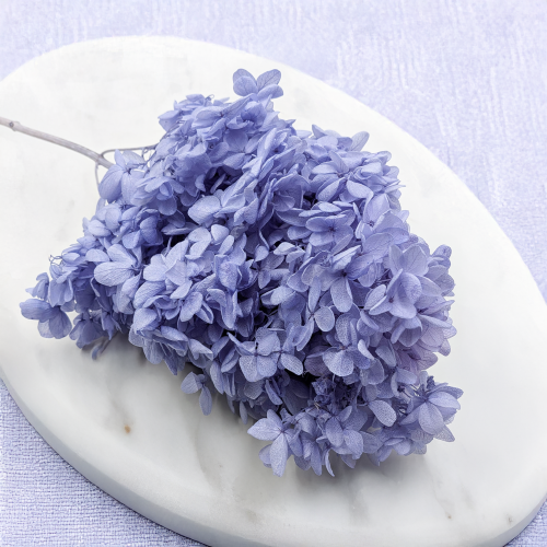 Hortensja Conical niebieska 3.png