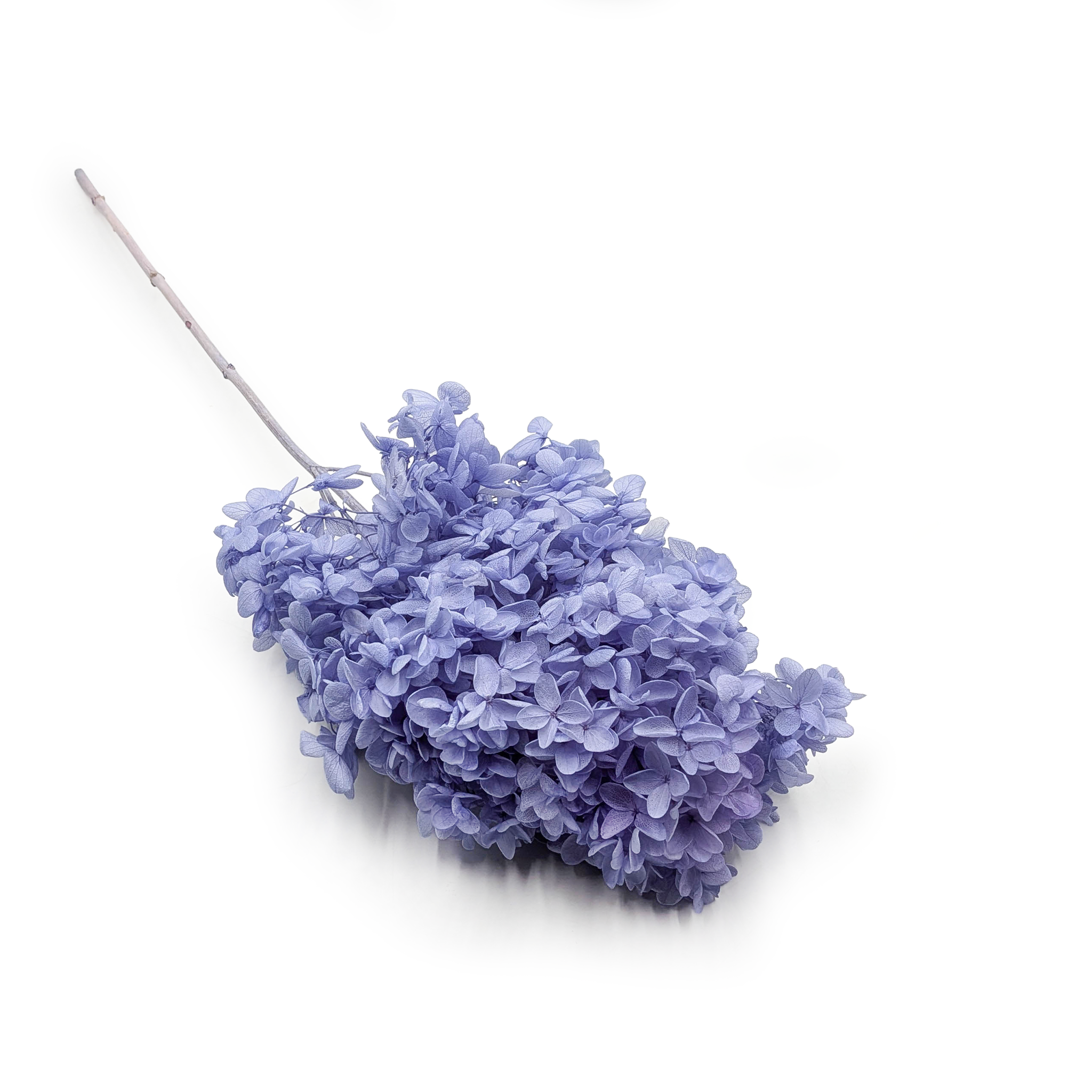 Hortensia Préservé – (Hydrangea Conical) – Royal – Lavande