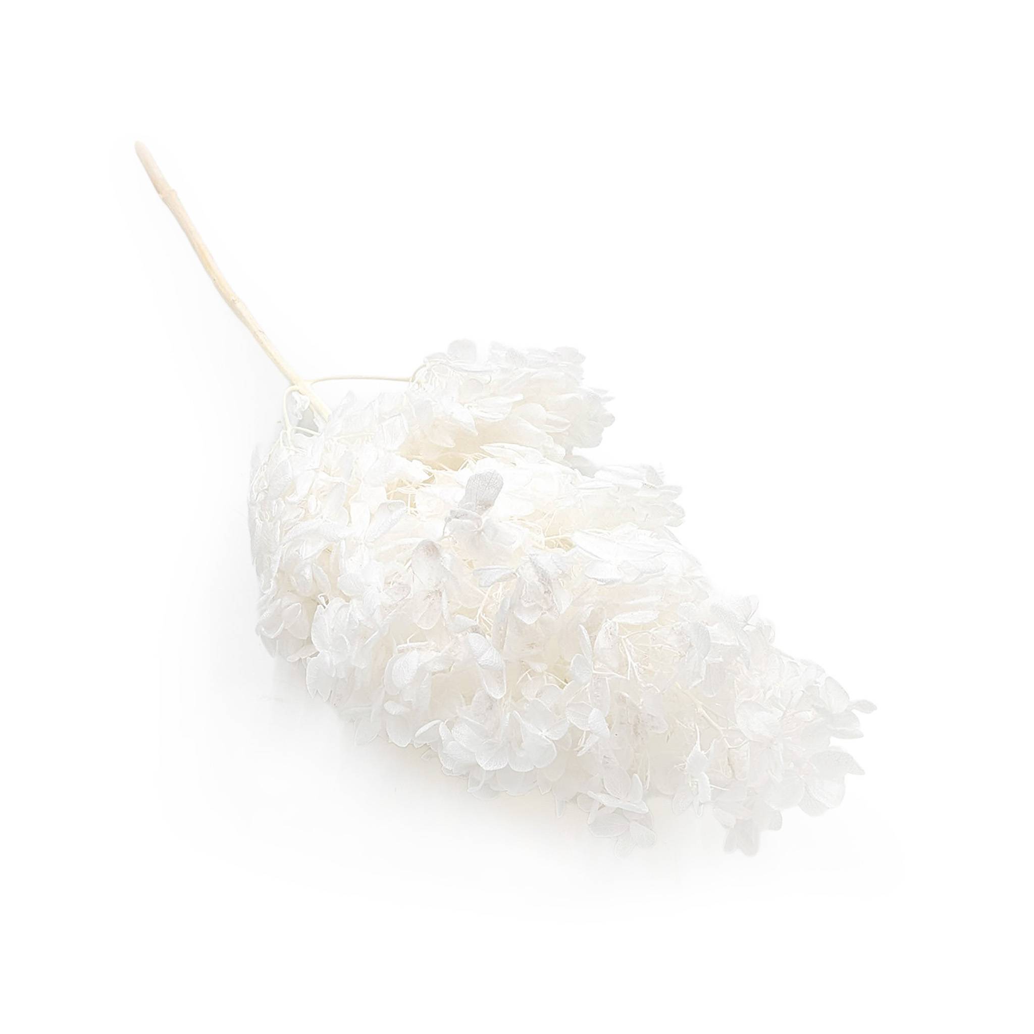 Hortensia Préservé – (Hydrangea Conical) – Royal – Blanchi