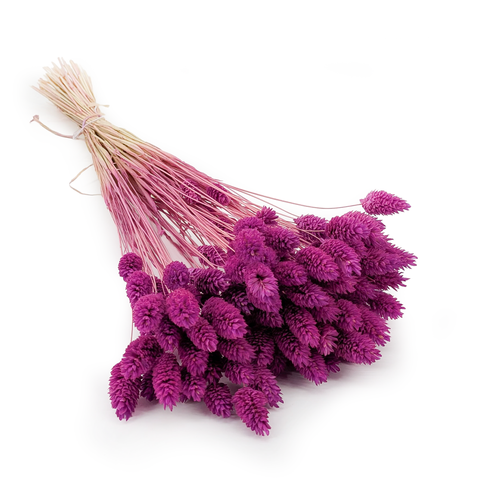 Phalaris Séché – Bruyère Pastel