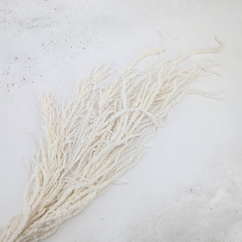 Amaranthus Bleached Royal 07.png