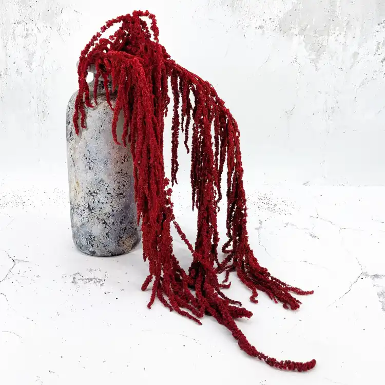Amaranthus Burgundy Royal 06.png