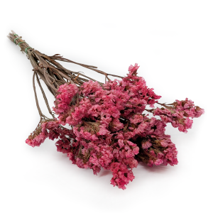 Statice stabilisé – Limonium sinuatum – Rose
