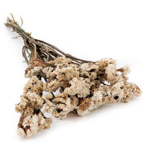 Statice stabilisé – Limonium sinuatum – Blanc