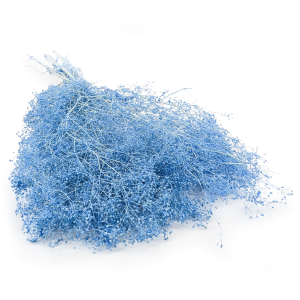 Gypsophile Stabilisée MINI – (Gypsophila) – Bleue