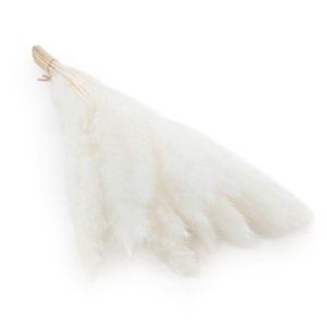 Mini Herbe de la pampa – Blanchie 