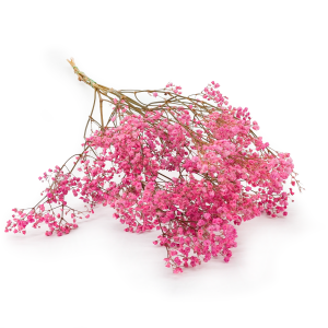 Gypsophile Stabilisée – Rose Pastel