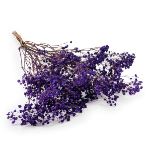 Gypsophile Stabilisée – Violet Pastel