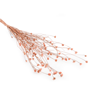 Bleuet séché – (Centaurea) – Rose naturel