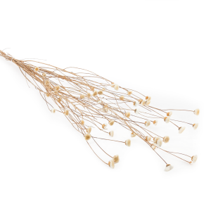 Bleuet séché – (Centaurea) – Blanc naturel