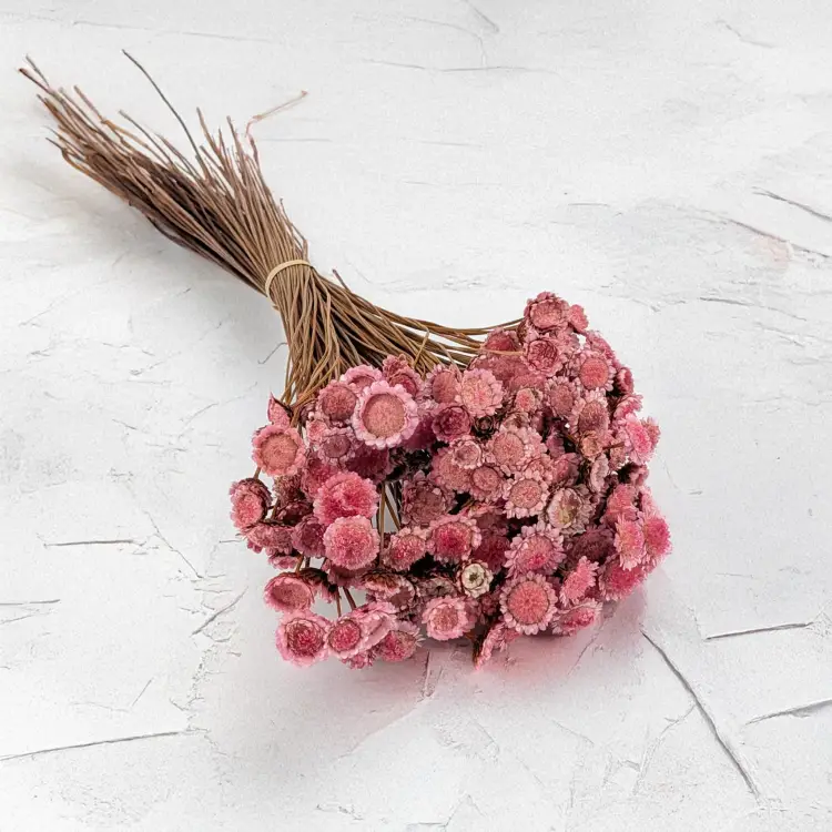 Glixia Big różowa 1.png