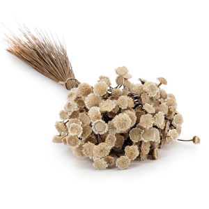 Glixia Séchée BIG – (Comanthera, Glixia Marcela) – Blanc Naturel