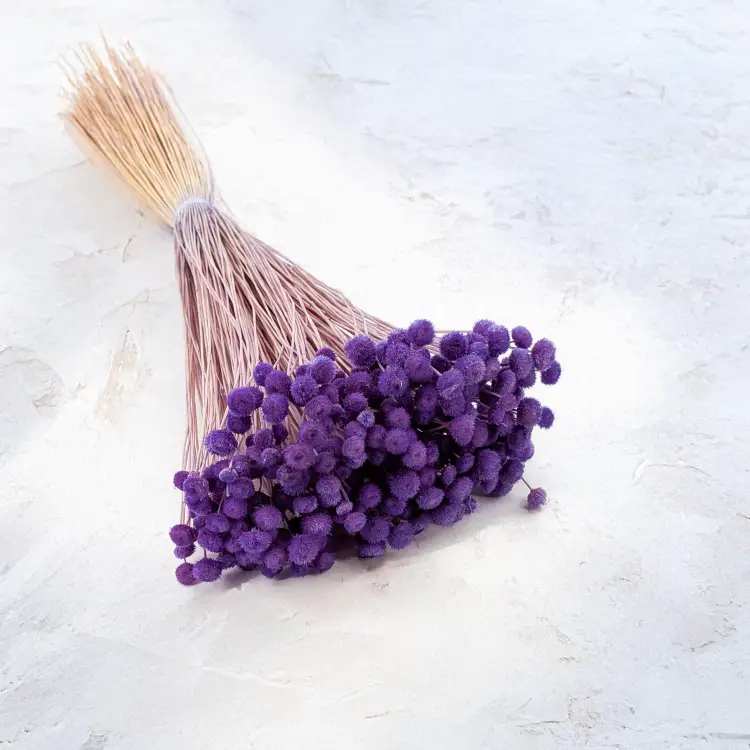 Amarelino lawenda 001 1.png