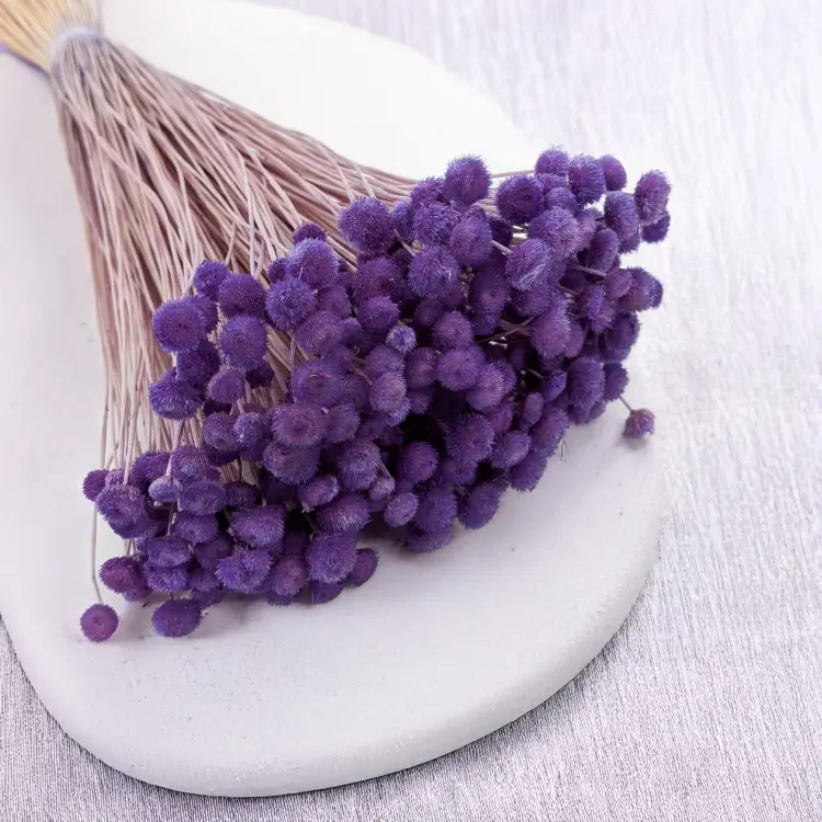 Amarelino lawenda 001 2.png