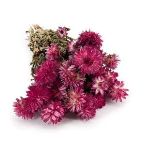 Immortelle Séchée – (Helichrysum Granvia®) – Rose