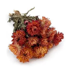 Immortelle Séchée – (Helichrysum Granvia®) – Orange