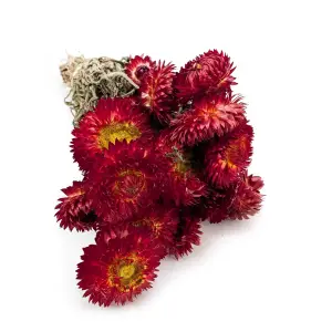 Immortelle Séchée – (Helichrysum Granvia®) – Rouge