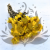 Kocanka granvia zółta 1.png