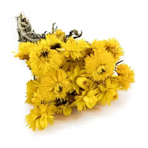 Immortelle Séchée Granvia® – (Helichrysum Granvia®) – Jaune