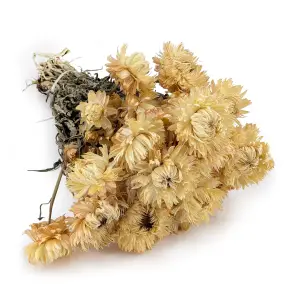 Immortelle Séchée – (Helichrysum Granvia®) – Jaune Paille