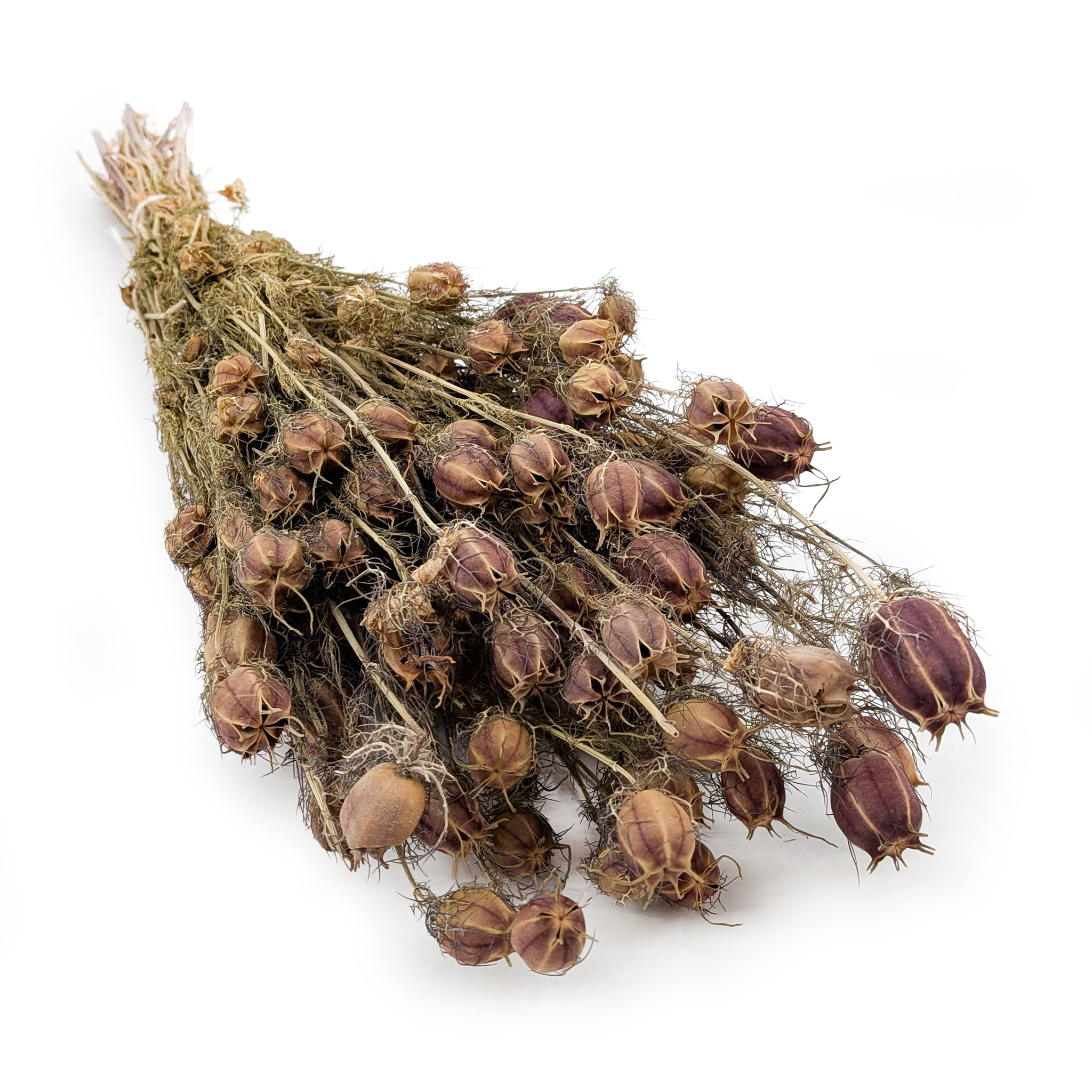 Nigelle Séchée – (Nigella Damascena) – Rouge Teintée
