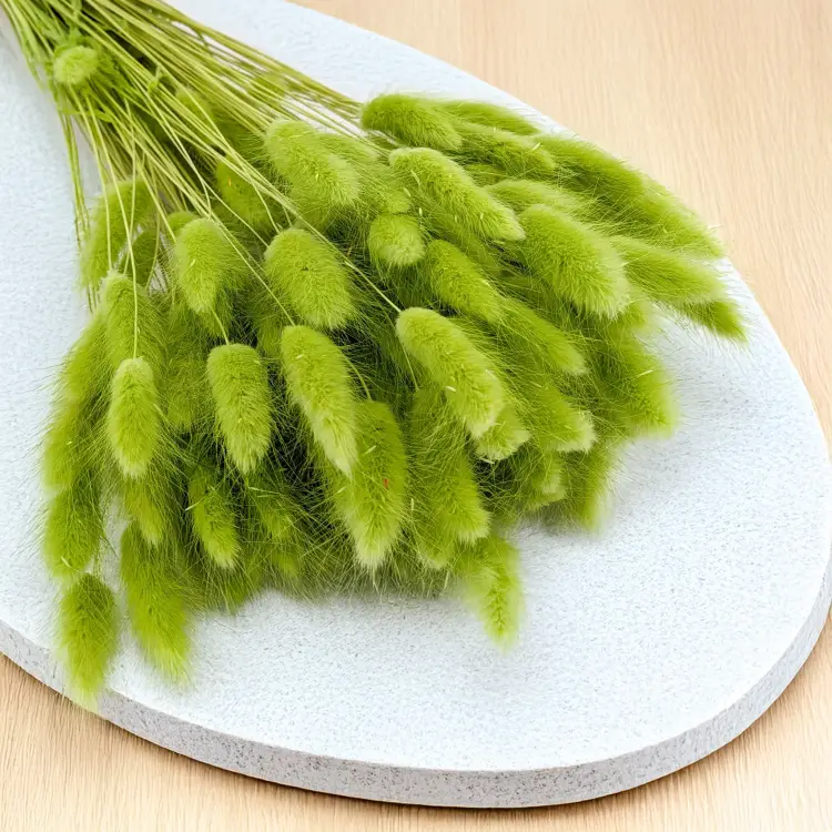 Lagurus LT Green 2.png