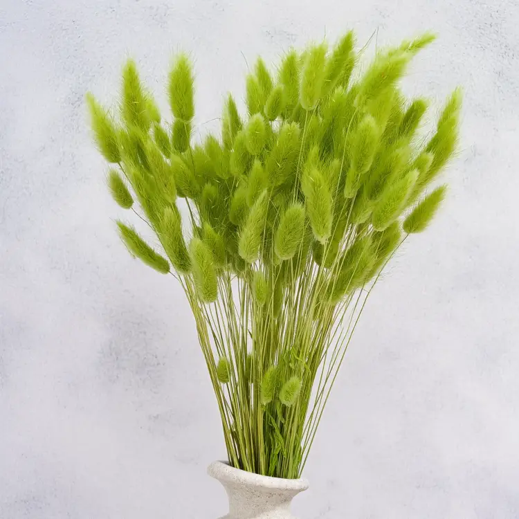 Lagurus LT Green 6.png