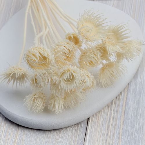 Cardo Bleached 2.png