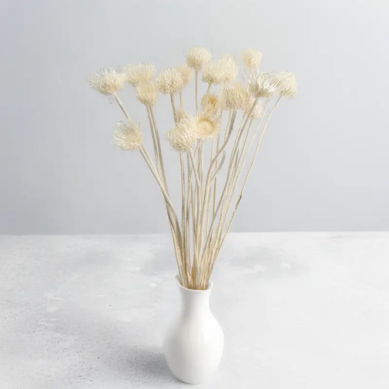 Cardo Bleached 5.png