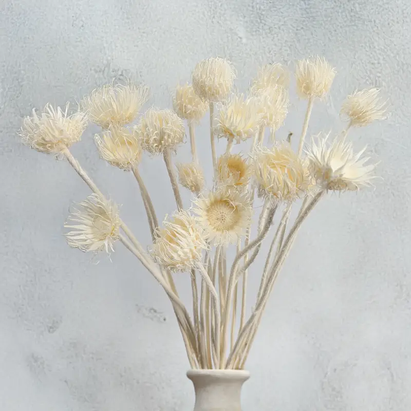 Cardo Bleached 6.png