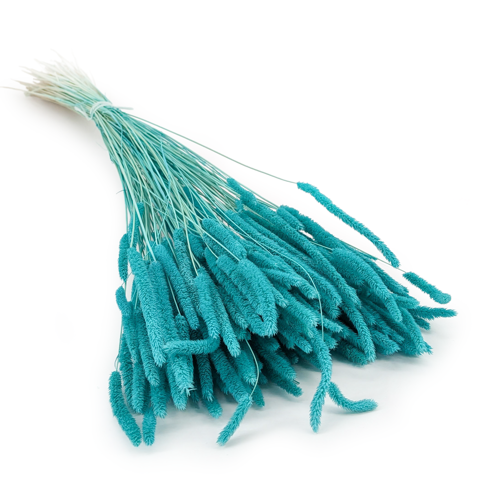 Herbe séchée – Fléole (Phleum) – Vert menthe