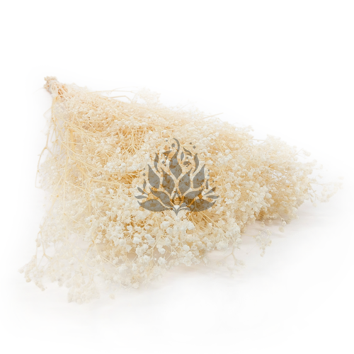 Gips Crema.png
