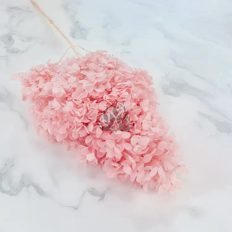 Hortensja Conical soft pink 1.png