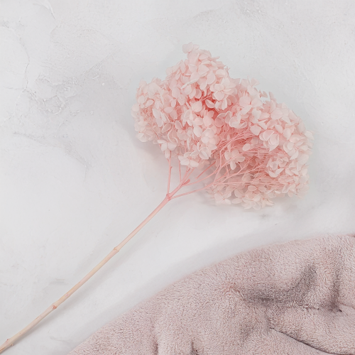 Hortensja Royal Powder Pink 1.png