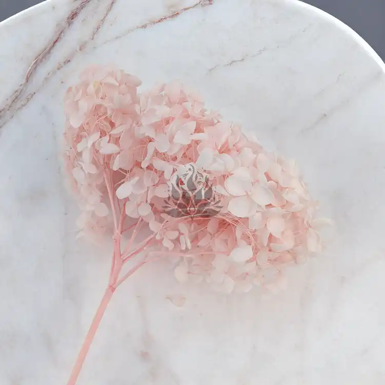 Hortensja Royal Powder Pink 3.png
