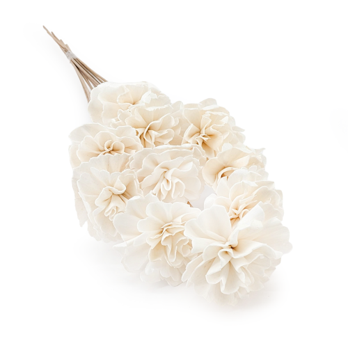 Shola - sola - Carnation bukiet 10szt.png