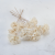 Shola Carnation 1.png