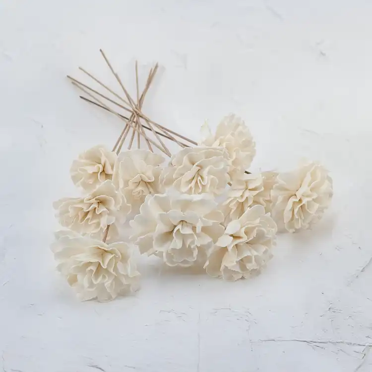 Shola Carnation 1.png