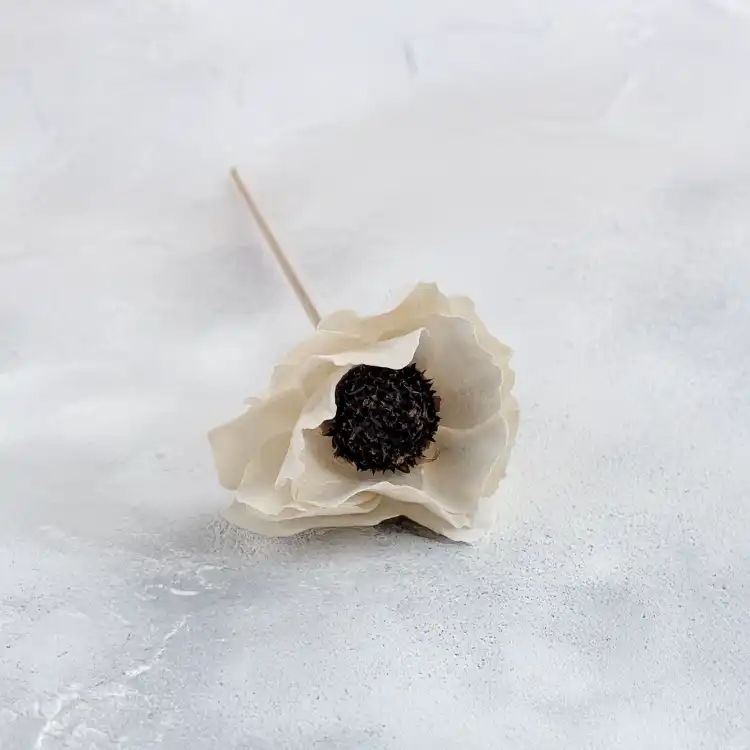 Shola Poppy 3.png