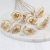 Shola Peony 1.png